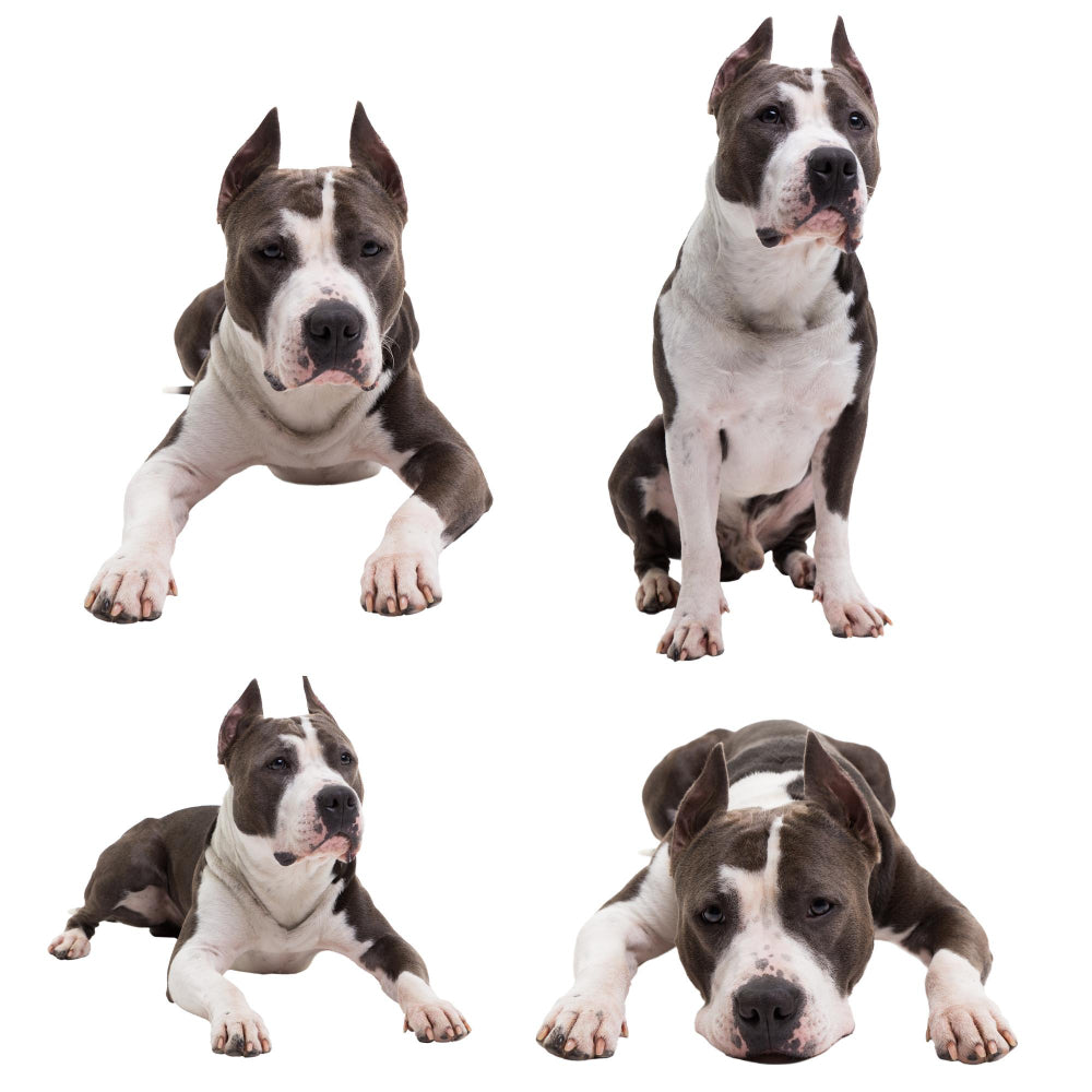 Decoding Your Dog's Body Language: A Practical Guide