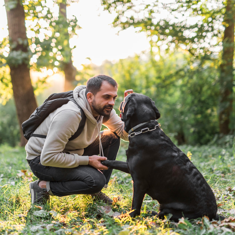 Pets and Mental Health: The Calming Influence of Our Furry Friends