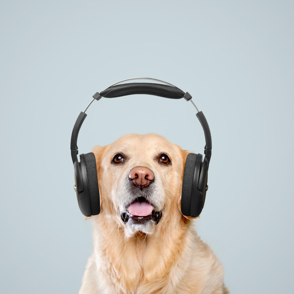 The Benefits of Soothing Music for Dogs