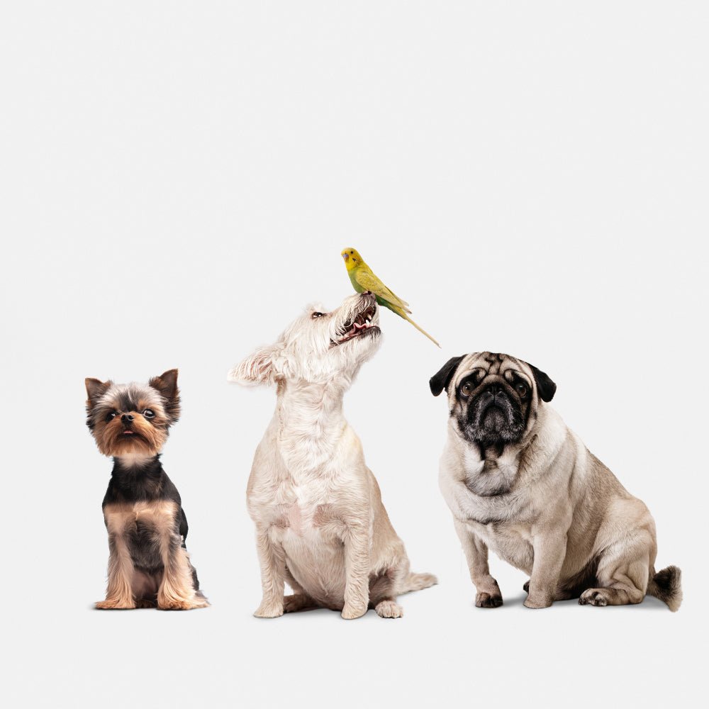 Introducing Your Dog to a New Canine Companion