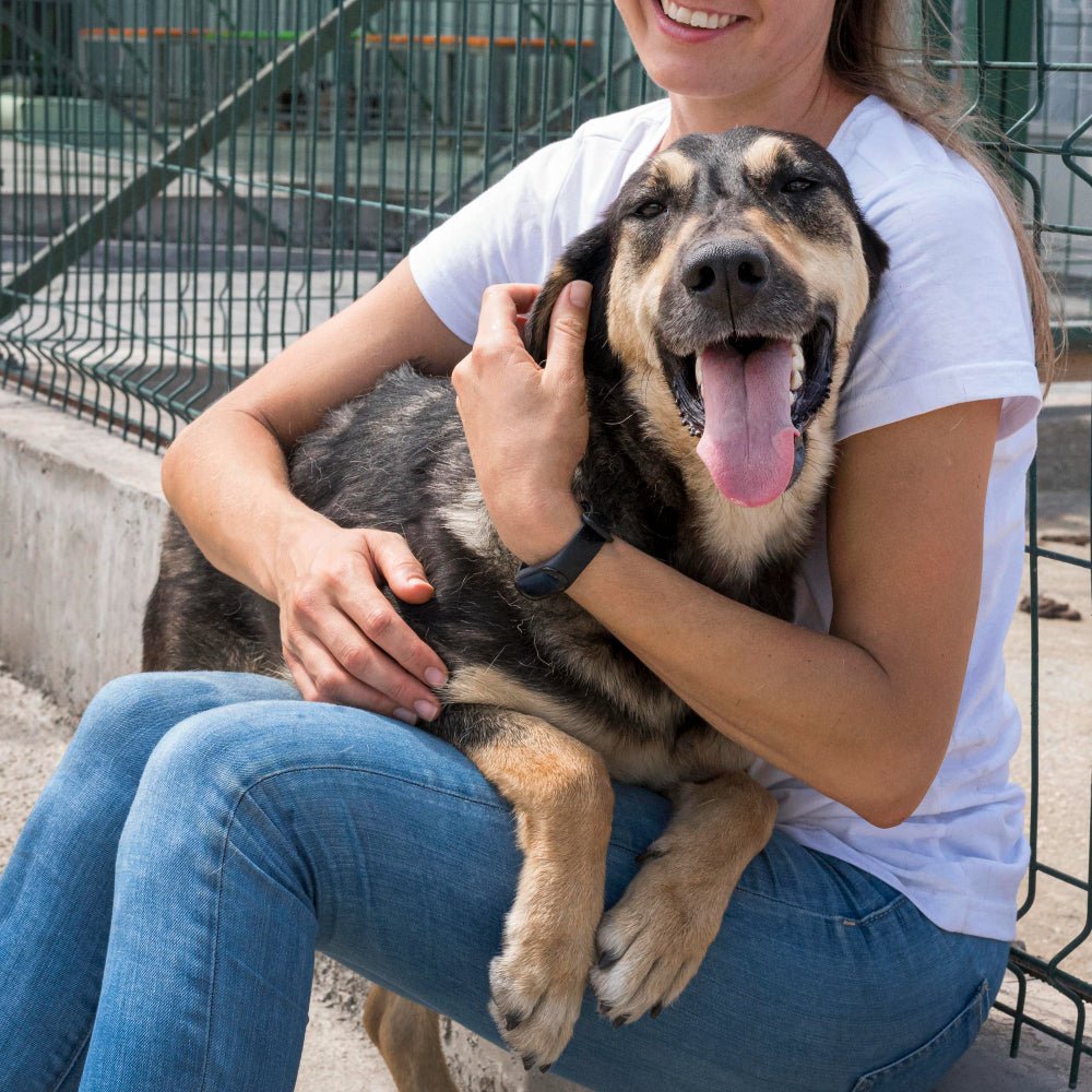 Setting Boundaries: The Key to a Healthy Relationship with Your Dog