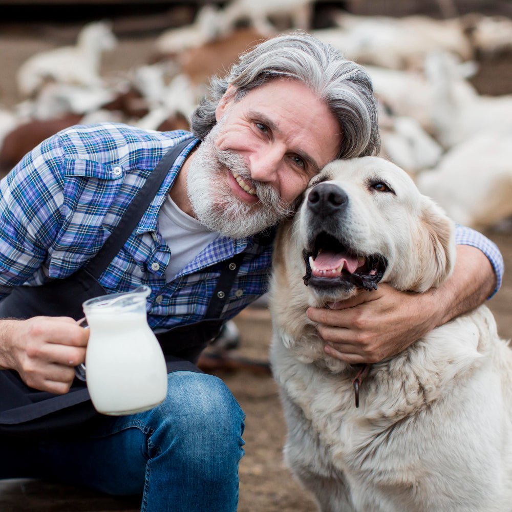 Adopting a Senior Dog: The challenges and rewards of adopting older pets