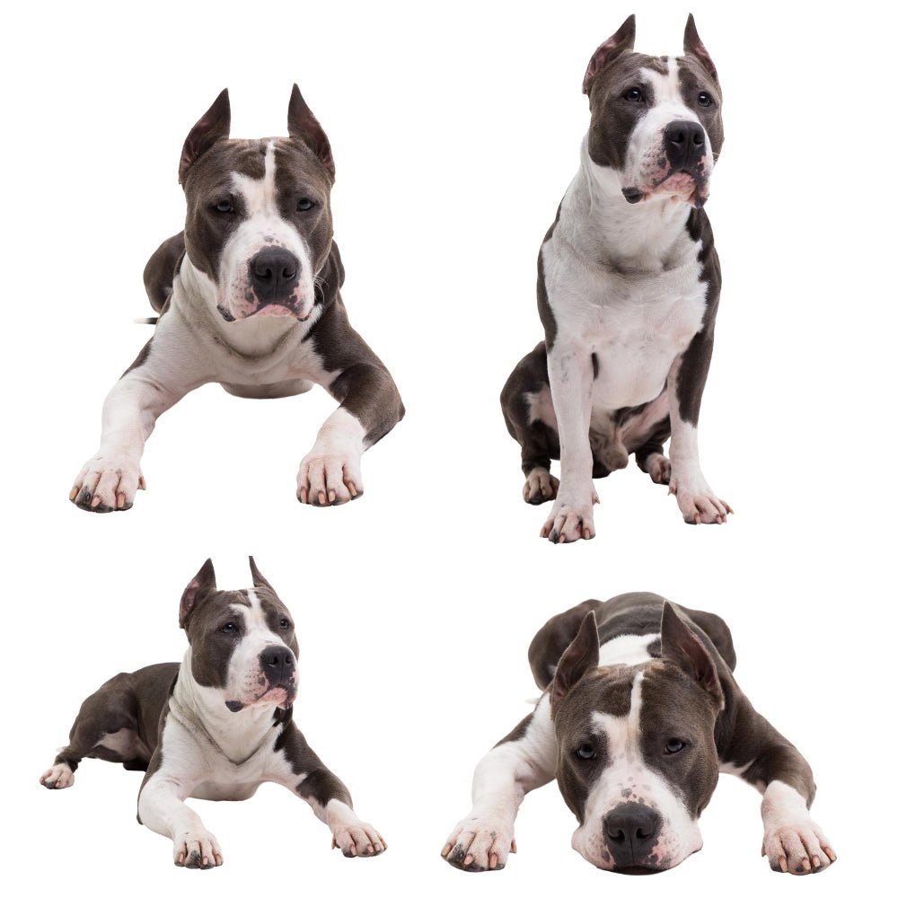 Decoding Your Dog's Body Language: A Practical Guide