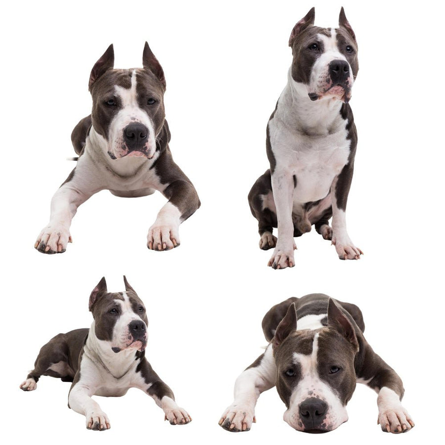 Decoding Your Dog's Body Language: A Practical Guide