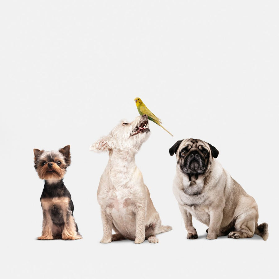 Introducing Your Dog to a New Canine Companion