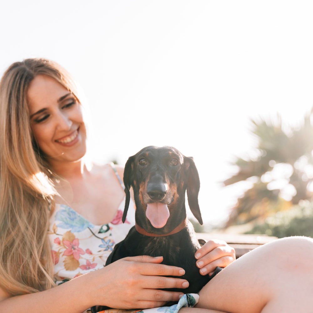 Keeping Pets Cool: Essential Summer Safety Tips - Frankie on the Beach