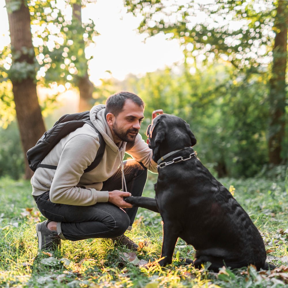 Pets and Mental Health: The Calming Influence of Our Furry Friends - Frankie on the Beach