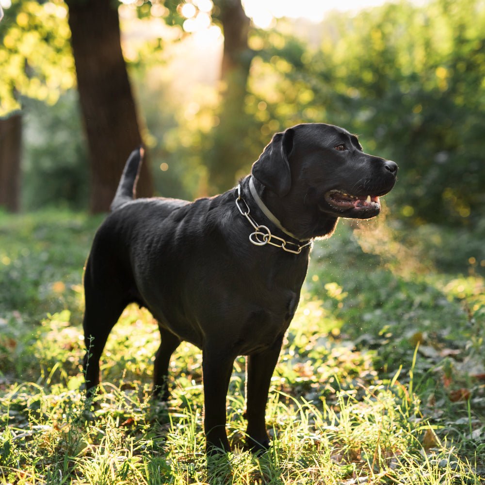 The Importance of Fresh Water and Proper Hydration for Active Dogs
