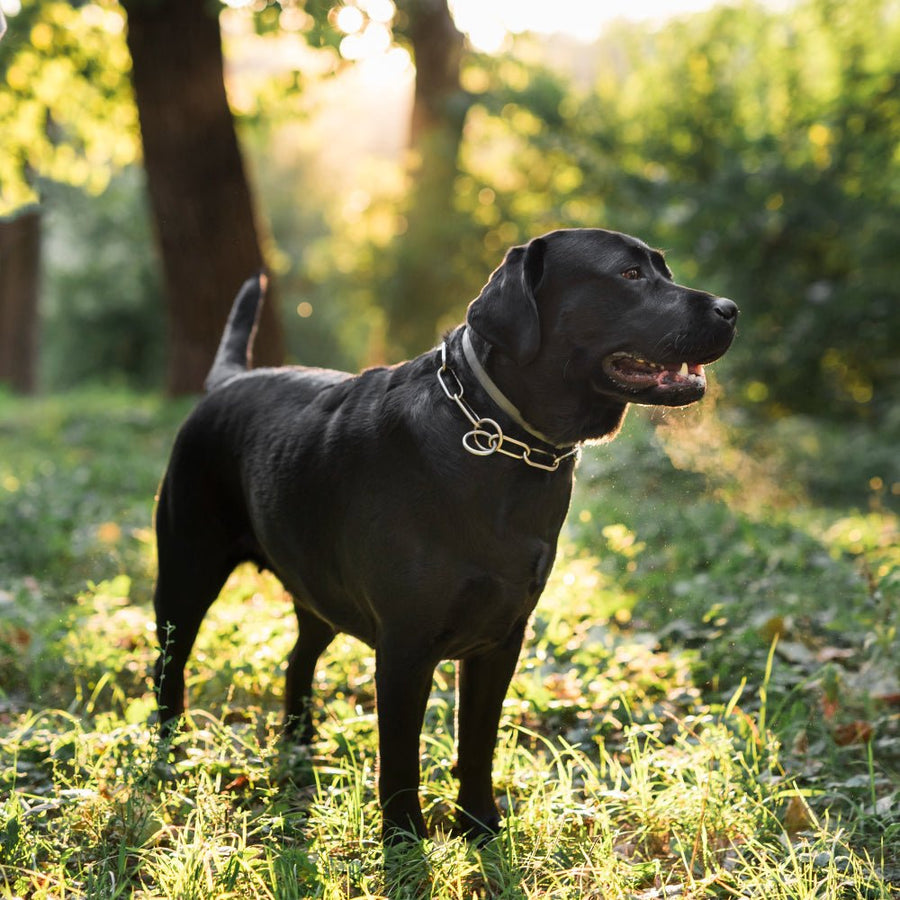 The Importance of Fresh Water and Proper Hydration for Active Dogs