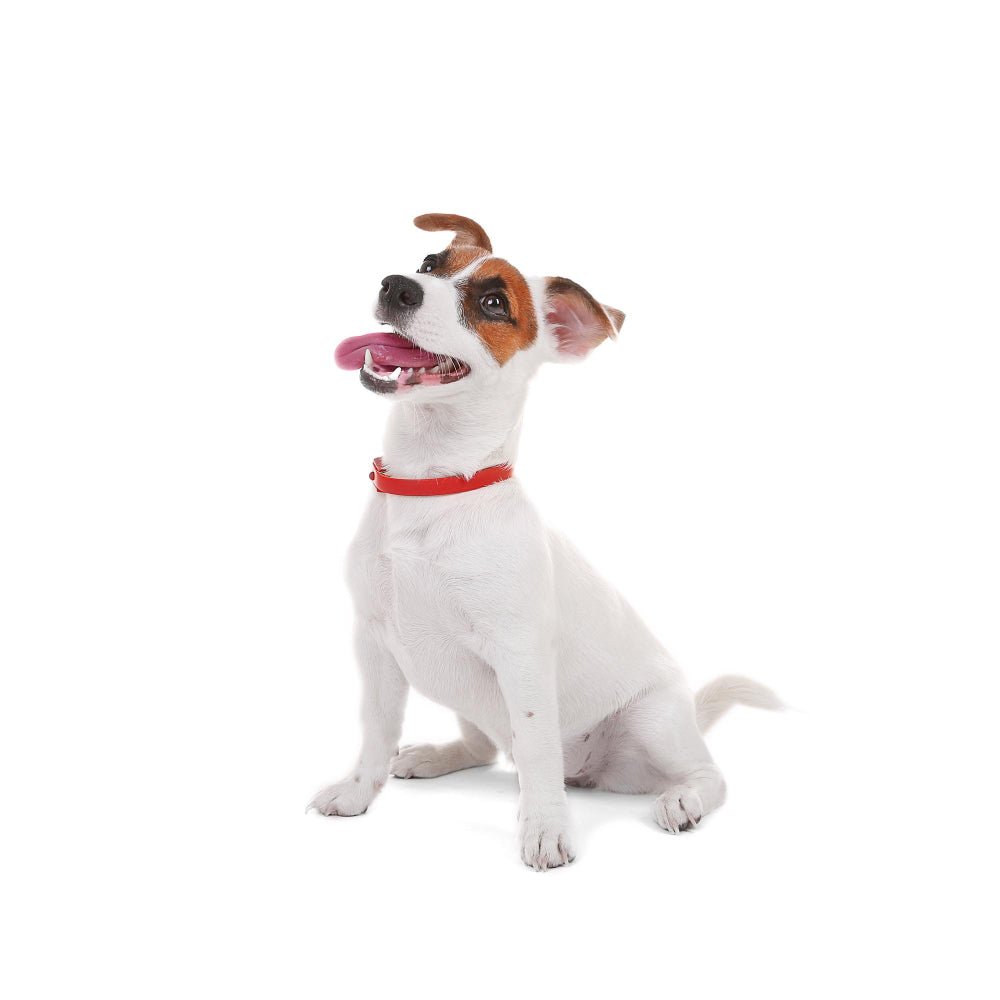 Unleashing the Secret to a Brighter Smile: The Ultimate Guide to Keeping Your Dog's Teeth Clean