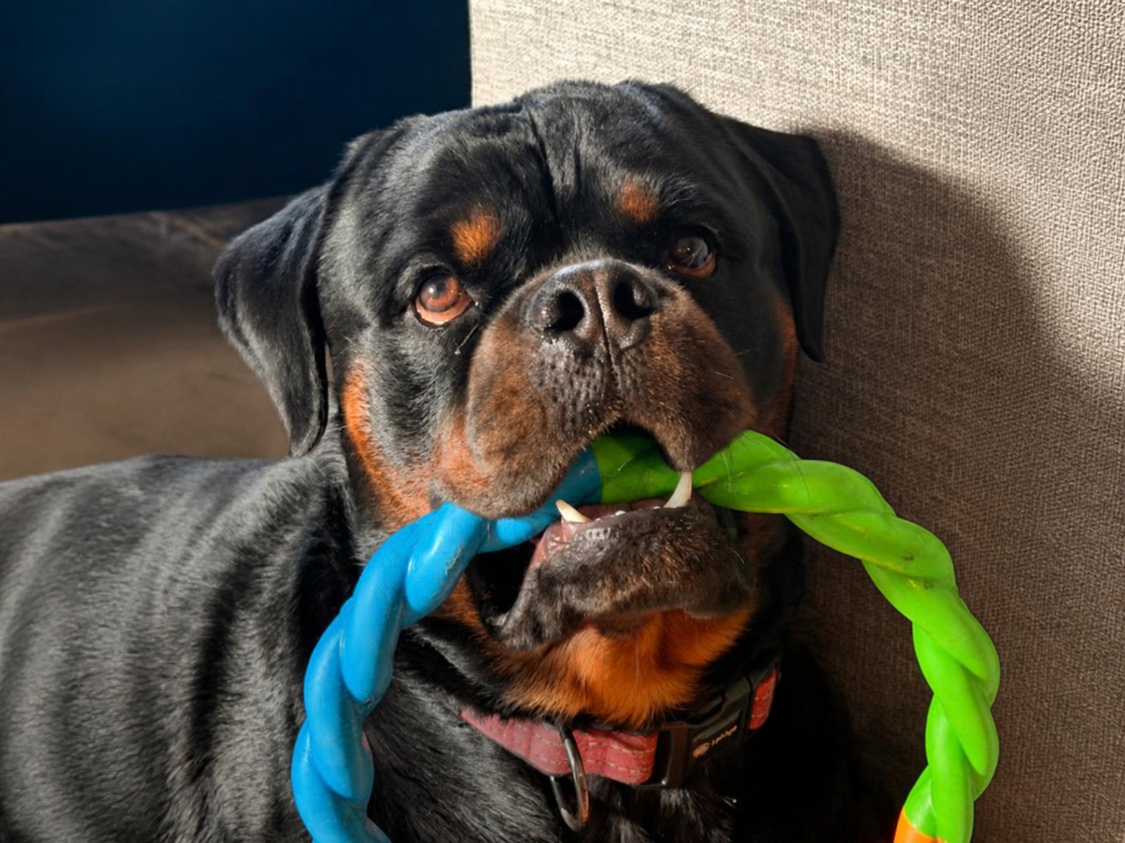 It started witha dog named Frankie.